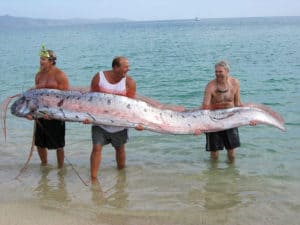 Giant Oarfish, Regalecus glesne