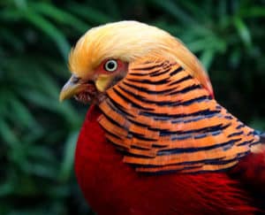 Golden Pheasant, Chrysolophus pictus