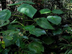 Gympie-Gympie, Dendrocnide moroides