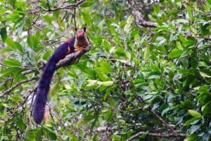 Indian Giant Squirrel, Ratufa indica