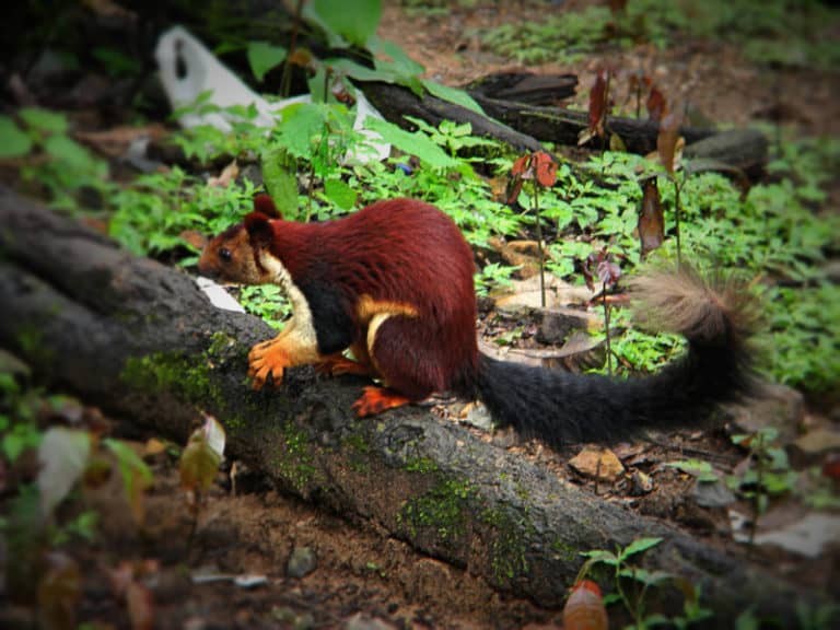 giant squirrel teddy