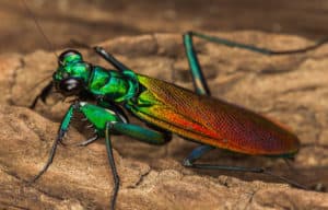 Iridescent Bark Mantis, Metallyticus splendidus