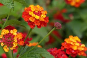 Lantana