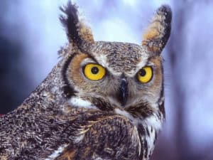 Long Eared Owl, Asio otus