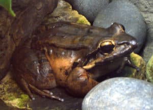 Mountain Chicken, Leptodactylus fallax