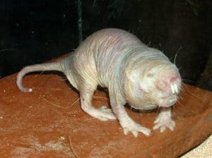 Naked Mole Rat, Heterocephalus glaber