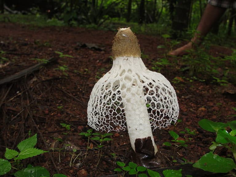 phallus-indusiatus-l-astounding-orgasm-inducing-mushroom