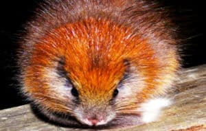 Red Crested Tree Rat, Santamartamys rufodorsalis