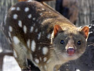 Tiger Quoll, Spotted-Tail Quoll, Dasyurus maculatus