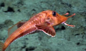 Armored Sea Robin, Peristediidae