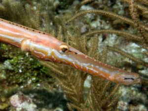 Atlantic Trumpetfish, Aulostomus strigosus