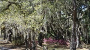 Avery Island