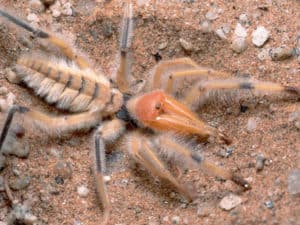 Giant Camel Spider, Solifugae