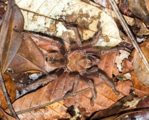 Goliath Birdeater, Theraphosa blondi