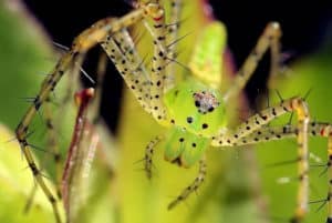 Green Lynx Spider, Peucetia viridans