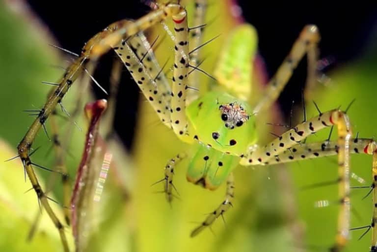 Green Lynx Spider L Stunning Arachnid - Our Breathing Planet