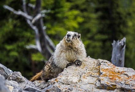 Hoary Marmot l Extremely Large Rodent - Our Breathing Planet