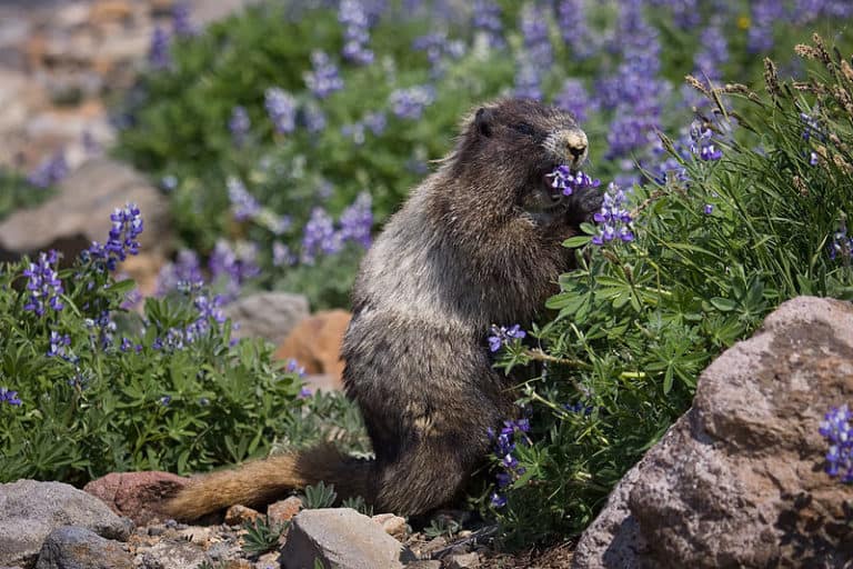 Hoary Marmot l Extremely Large Rodent - Our Breathing Planet