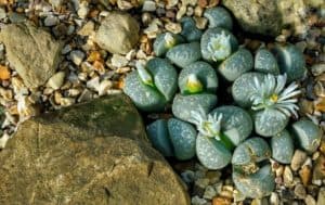 Living Stones, Lithops