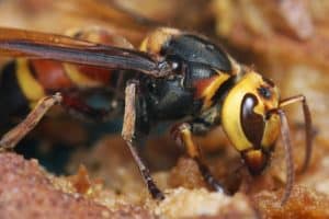 Asian Giant Hornet, Vespa mandarinia