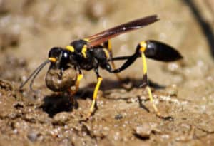 Black and Yellow Mud Dauber, Sceliphron caementarium