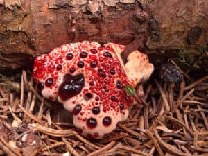 Bleeding Tooth Fungus, Hydnellum peckii