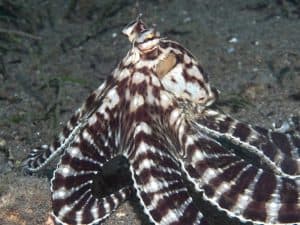 Mimic Octopus, Thaumoctopus mimicus