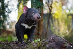 Tasmanian Devil, Tasmanian Devil, Sarcophilus harrisii