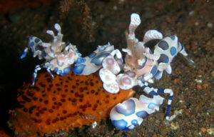 Harlequin Shrimp, Hymenocera picta