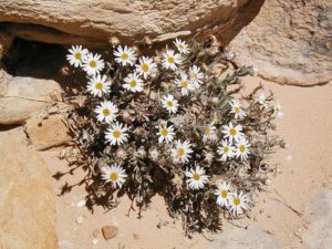 Maguire Daisy, Erigeron maguirei