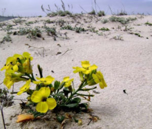 Menzies Wallflower, Erysimum menziesii