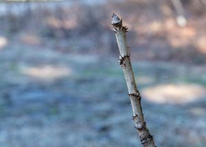 Distinctive North American Woody Shrubs