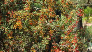 Nevin's Barberry, Mahonia nevinii