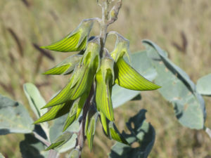 Regal Birdflower, Crotalaria cunninghamii