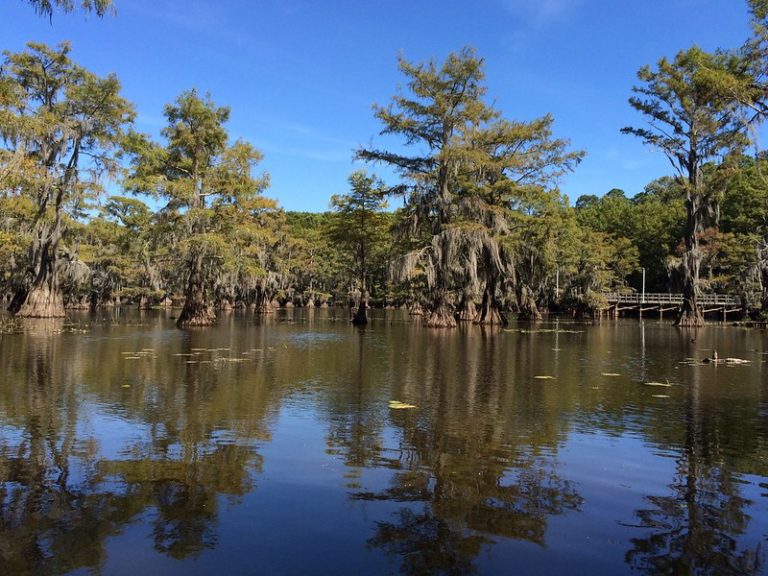 Caddo Lake l Lake and Bayou Combination - Our Breathing Planet