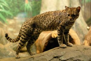 Geoffroy's Cat, Leopardus geoffroyi