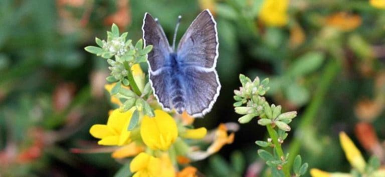 Palos Verdes Blue Butterfly Price