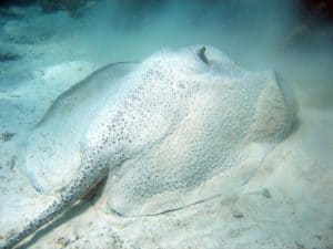 Porcupine Ray, Urogymnus asperrimus