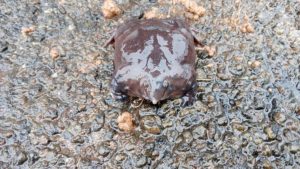 Purple Frog, Nasikabatrachus sahyadrensis