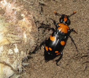 American Burying Beetle, Nicrophorus americanus