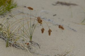 Baikal Sedge, Carex sabulosa