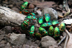 Christmas Beetle, Anoplognathus