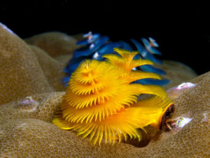 Christmas Tree Worm, Spirobranchus giganteus