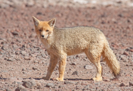 Culpeo, Lycalopex culpaeus