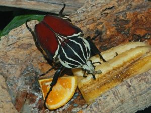 Goliath Beetle, Goliathus