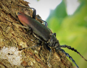 Great Capricorn Beetle, Cerambyx cerdo