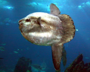 Mola Mola, Ocean Sunfish