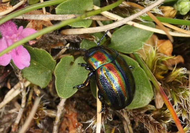 Rainbow Leaf Beetle l Mesmerizing - Our Breathing Planet