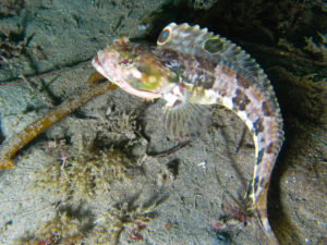 Sarcastic Fringehead, Neoclinus blanchardi