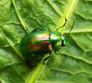 Tansy Beetle l Seriously Threatened - Our Breathing Planet